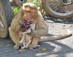 We did not find results for: Monkey Adopts A Puppy And Takes Better Care Of It Than Most Humans Would