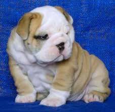 1848 old norcross rd,suite 600 lawrenceville, ga 30044. English Bulldog Puppies For Sale In Savannah Georgia Classified Americanlisted Com