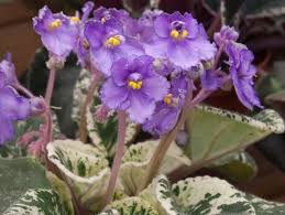 We did not find results for: African Violet Problems Www Scliving Coop