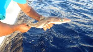 It lives in shallow waters and further offshore in. Shark Week Scientists Discover Deepwater Shark Species Genie S Dogfish