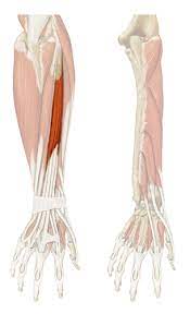Courses, announcements, and student account information. Orthopedics And Rheumatology Flashcards Quizlet