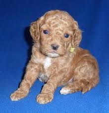 Puppies waiting for their new family! Cockapoo Puppies For Sale Lancaster Puppies