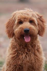 Red F1 Mini Goldendoodle 50 Golden Retriever 50 Poodle