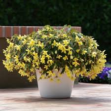 Image result for Begonia meyeri-johannis