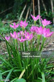 Image result for Zephyranthes minuta