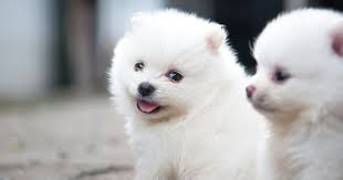 Buy, sell, adopt or place ads for free! Thinking Of Buying A Pug A Pomeranian Or A French Bulldog Here S What The Rspca Says You Need To Know Before Getting A Puppy Surrey Live