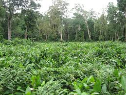 Image result for Trachyphrynium braunianum