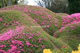 Azalea Amoena Leonardslee Azaleas Garden Spaces Plants Japanese azaleas are very popular features of our gardens. azalea amoena leonardslee azaleas