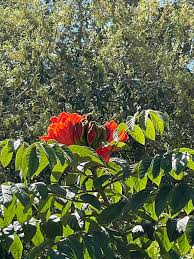 Image result for Xeroderris stuhlmannii