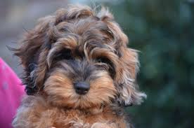 Cockapoo puppies mn albert lea. Find Cockapoo Puppies Near Me Off 51 Www Usushimd Com