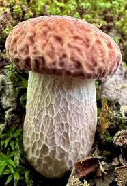 Image result for Boletus separans