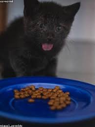 Mobile hotspot devices unlocked · mifi hotpsots · nighthawk mobile hotspot · wireless hotspots · mobile hotspot · mobile hotspots · prepaid plans . Admin Page Coolpad Surf