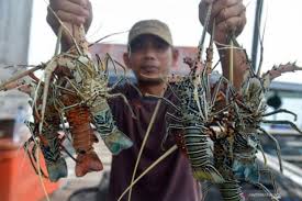 Harga Udang Lobster Di Aceh Jaya Merosot Jadi Rp100 Ribu Kilogram Mercinews