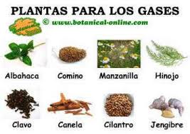 Plantas Medicinales Para Los Gases Botanical Online