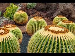 I made an afk cactus farm but im not able to sell any on the cactus to the npc ive noticed that the cactus from the cactus farm does not say brewing ingredient under the name could that be the issue and is there a fix to this. Cactus Plants For Sale Cactus Plants For Sale Near Me Youtube