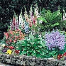 Perennials are plants that return and blossom year after year. Flowering Plants For Shade Shade Perennial Flowers Ferns Garden Plants Shade Plants Flowering Plants For Shade Loving Perennials Shade Flowers Shade Perennials