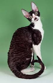 Cornish Rex Cornish Rex Cat Rex Cat Cornish Rex