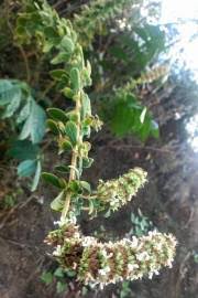 Image result for Leucas deflexa