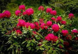 Includes shrubs that flower as early as april or as late as september. Nova Zembla Rhododendron Flower Garden Design Rhododendron Nova Zembla Rhododendron