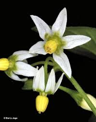 Image result for Solanum giganteum