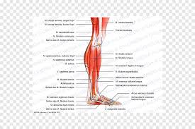 Maybe you would like to learn more about one of these? Kaki Manusia Otot Betis Sistem Otot Tubuh Manusia Otot Rangka Manusia Teks Lainnya Png Pngegg