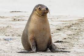 Australian Sea Lion On Sand Sea Lion Galapagos Sea Lion Arctic Animals