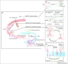 Mood Stabilizing Drugs Mechanisms Of Action Trends In Neurosciences