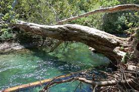 Fallen Tree Across The Big Sur River By Don Mussell Autumn Trees Nature Inspiration Forest Falls