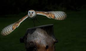 Share the best gifs now >>> Do Birds Fly At Night With Diurnal Birds Unable To See Bird Barn