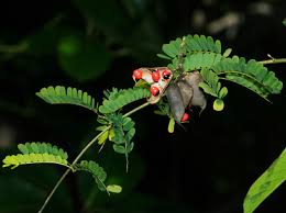 Image result for Abrus fruticulosus