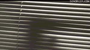 Happy child peeking through blinds. Fk Blinds Gif Find On Gifer