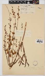 Image result for Aeschynomene nyassana