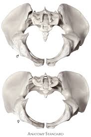 The pelvic region is the area between the trunk — or main body — and the lower extremities, or legs. Pelvis Gender Differences Of Pelvic Anatomy