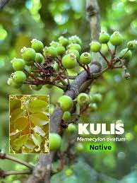 Image result for Memecylon sp. C