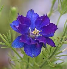 July birth flower - larkspur