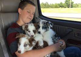 Bordoodle Puppy Gallery Allergy Friendly Designer Doodle