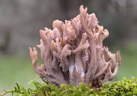 Image result for Clavulina cinerea