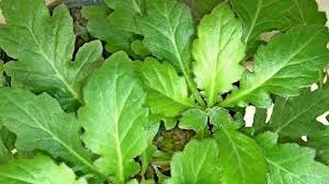 Hal ini berperan setidaknya sebagai panduan dalam kepenulisan skripsi secara keseluruhan nantinya. 60 Jenis Tanaman Obat Keluarga Herbal Alami Toga Mamikos Info