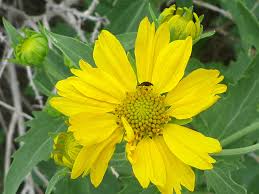 Image result for Verbesina encelioides