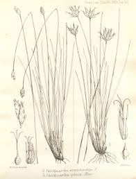 Image result for Abildgaardia ovata