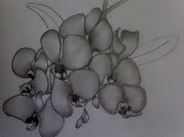 Gambar sketsa bunga anggrek 14. 39 Gambar Sketsa Bunga Indah Sakura Mawar Melati Matahari Anggrek Teratai
