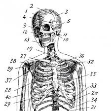 Charts can be used within an independent notebook, as well as scaled down to print as flashcards or morning board review. Anatomy Archives The Graphics Fairy