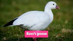 Ross S Goose Anser Rossii Goose Ross Animals