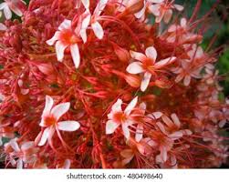 Image result for Pavetta rwandensis