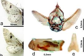 Image result for Eupithecia conterminata