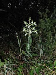 Image result for Bonatea antennifera