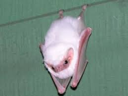 Image result for one of a kind animals
