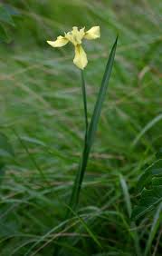 Image result for Moraea spathulata