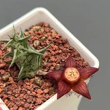 Image result for Duvalia polita