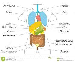 Latein Der Inneren Organe Bezeichnet Als Anatomie Diagramm Vektor Abbildung Illustration Von Karosserie Medizin 99894050